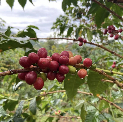 Café de spécialité du Rwanda - Nyarubuye - 250gr - Grains