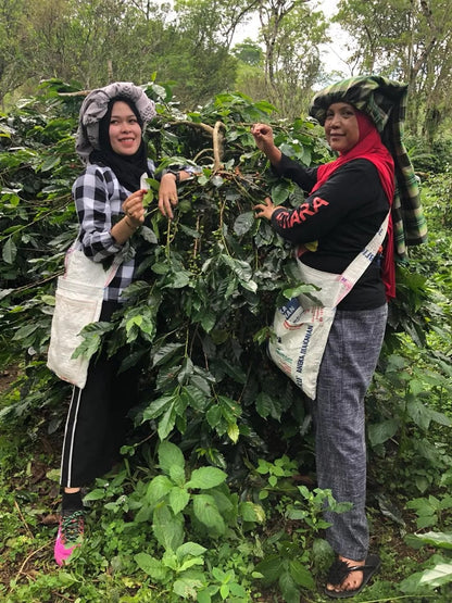 Café en grains grand cru Sumatra Bio | Hutan - Café de spécialité torréfié en Haute-Savoie