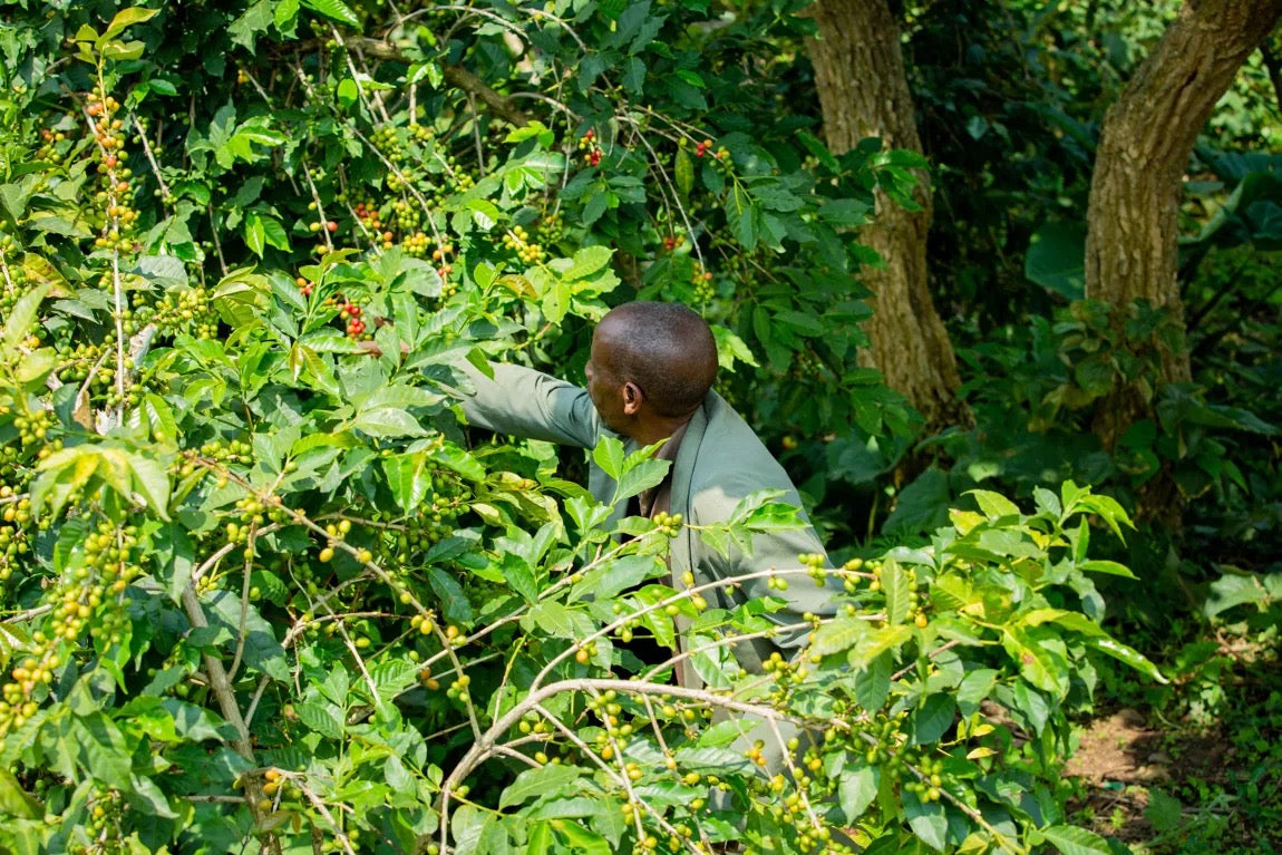 Café de spécialité du Rwanda - Nyarubuye - 250gr - Grains